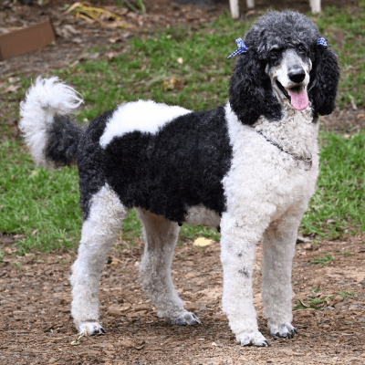 Standard Poodle Breeding