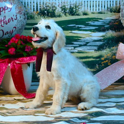 Designer Dog Breeding